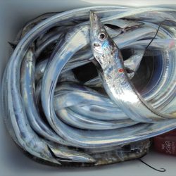 ＨＡＲＵＫＡ丸　はるかまる 釣果