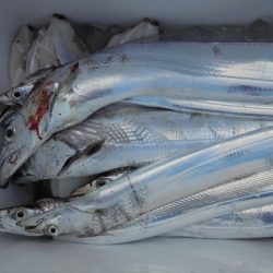 ＨＡＲＵＫＡ丸　はるかまる 釣果