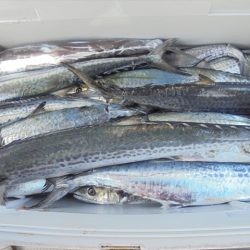 HARUKA丸 はるかまる 釣果