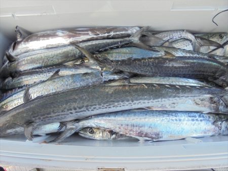 HARUKA丸 はるかまる 釣果