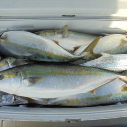 HARUKA丸 はるかまる 釣果