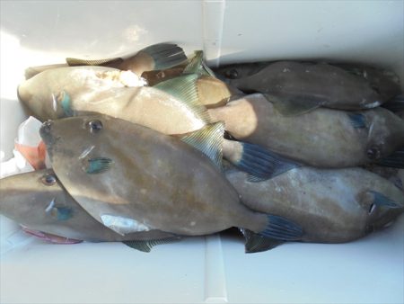 HARUKA丸 はるかまる 釣果