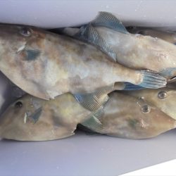 HARUKA丸 はるかまる 釣果