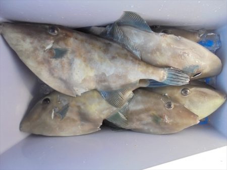 HARUKA丸 はるかまる 釣果