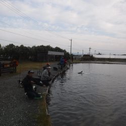 浜名湖フィッシングリゾート 釣果