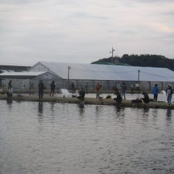 浜名湖フィッシングリゾート 釣果