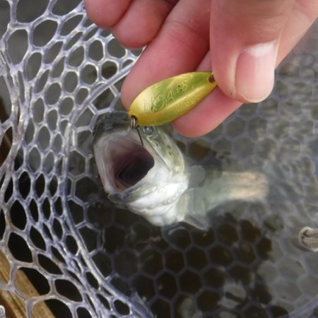 浜名湖フィッシングリゾート 釣果