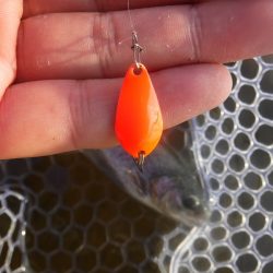 浜名湖フィッシングリゾート 釣果