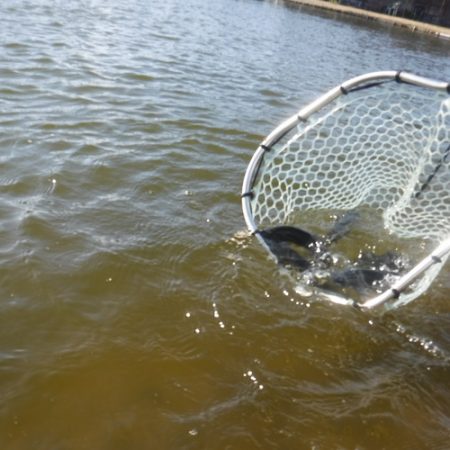 浜名湖フィッシングリゾート 釣果