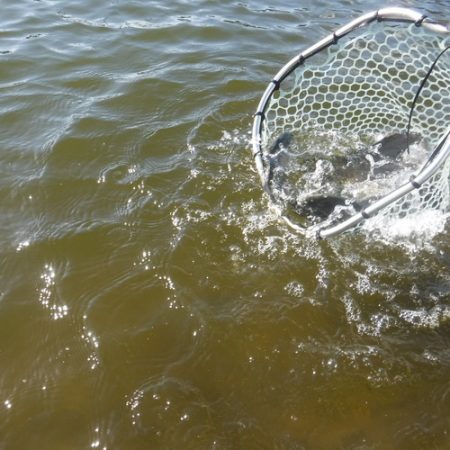 浜名湖フィッシングリゾート 釣果