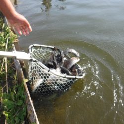 浜名湖フィッシングリゾート 釣果
