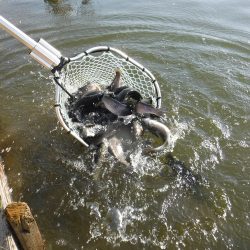 浜名湖フィッシングリゾート 釣果