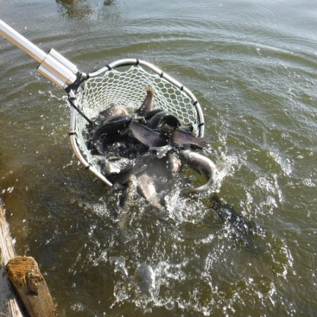 浜名湖フィッシングリゾート 釣果