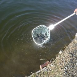 浜名湖フィッシングリゾート 釣果