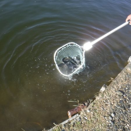 浜名湖フィッシングリゾート 釣果