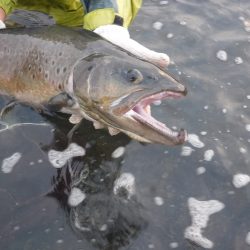 浜名湖フィッシングリゾート 釣果