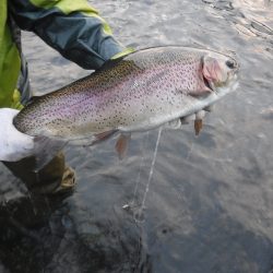 浜名湖フィッシングリゾート 釣果