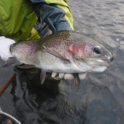 浜名湖フィッシングリゾート 釣果