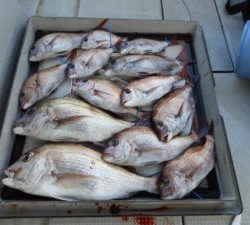 Fisherman Dreams DI 釣果