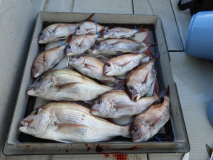 Fisherman Dreams DI 釣果