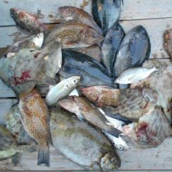 こかわ渡船　雅丸 釣果