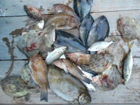 こかわ渡船　雅丸 釣果