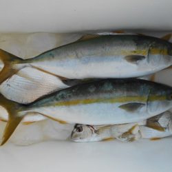 こかわ渡船　雅丸 釣果