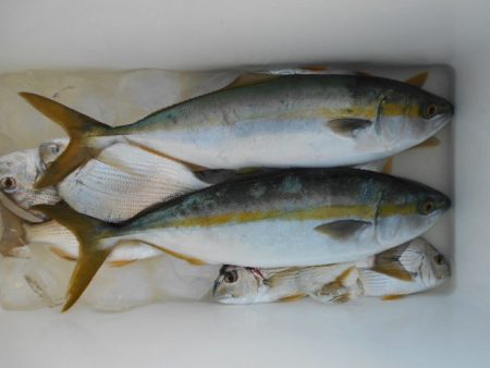 こかわ渡船　雅丸 釣果