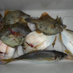 こかわ渡船　雅丸 釣果