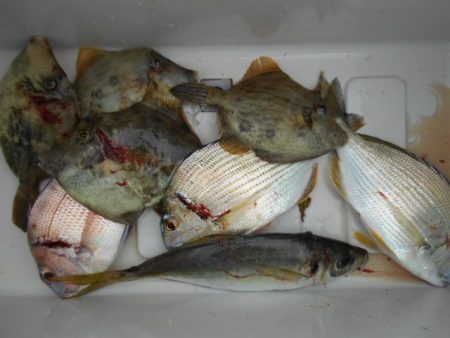 こかわ渡船　雅丸 釣果