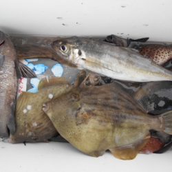 こかわ渡船　雅丸 釣果