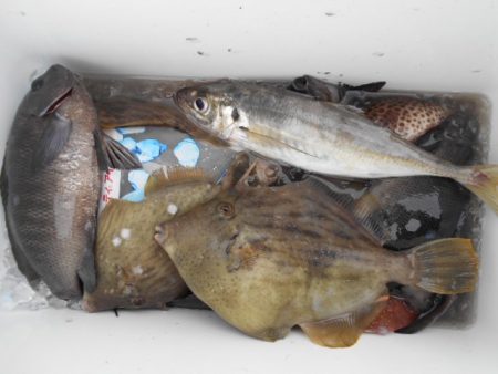 こかわ渡船　雅丸 釣果