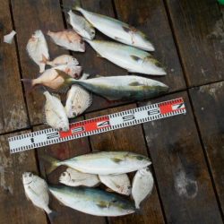 こかわ渡船　雅丸 釣果