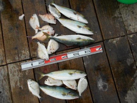 こかわ渡船　雅丸 釣果