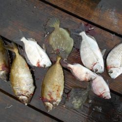 こかわ渡船　雅丸 釣果