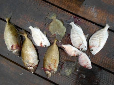 こかわ渡船　雅丸 釣果