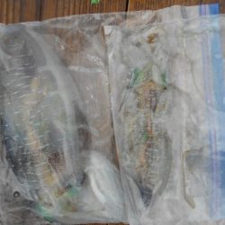 こかわ渡船　雅丸 釣果