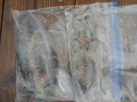 こかわ渡船　雅丸 釣果