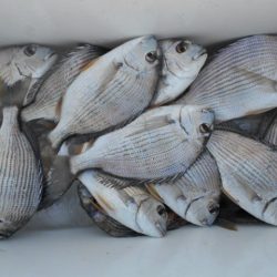 こかわ渡船　雅丸 釣果