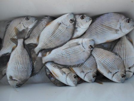 こかわ渡船　雅丸 釣果