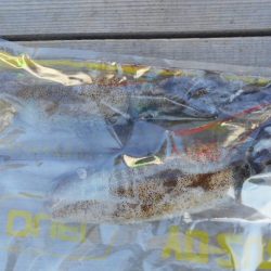 こかわ渡船　雅丸 釣果