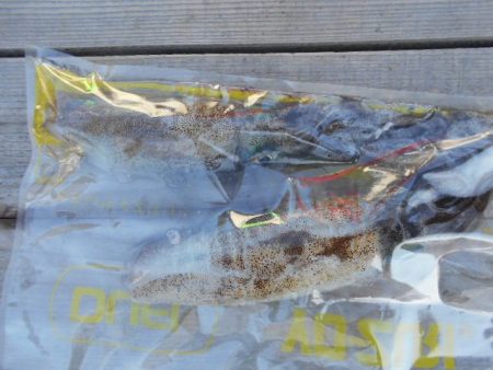 こかわ渡船　雅丸 釣果