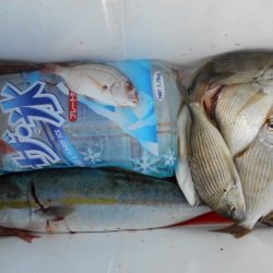 こかわ渡船　雅丸 釣果