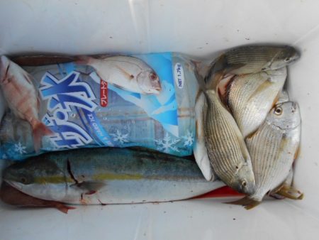 こかわ渡船　雅丸 釣果