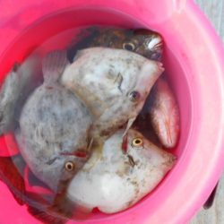 こかわ渡船　雅丸 釣果