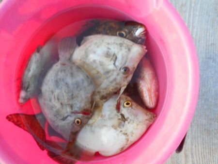 こかわ渡船　雅丸 釣果