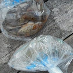 こかわ渡船　雅丸 釣果