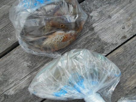 こかわ渡船　雅丸 釣果