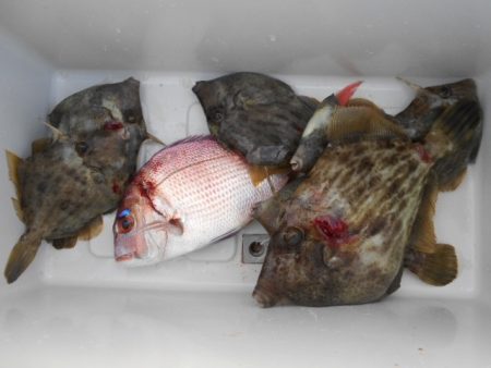 こかわ渡船　雅丸 釣果