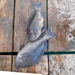 こかわ渡船　雅丸 釣果